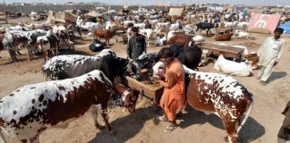 Government has banned the setting up of cattle markets due to high rise of COVID-19 cases.