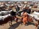 Government has banned the setting up of cattle markets due to high rise of COVID-19 cases.