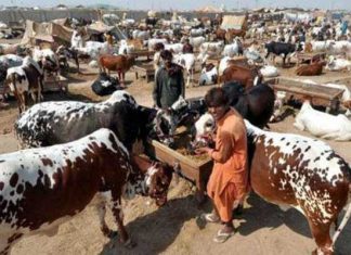SOPs for the establishment of cattle markets for Eid-ul-Azha in the wake of the coronavirus outbreak.