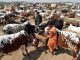 SOPs for the establishment of cattle markets for Eid-ul-Azha in the wake of the coronavirus outbreak.