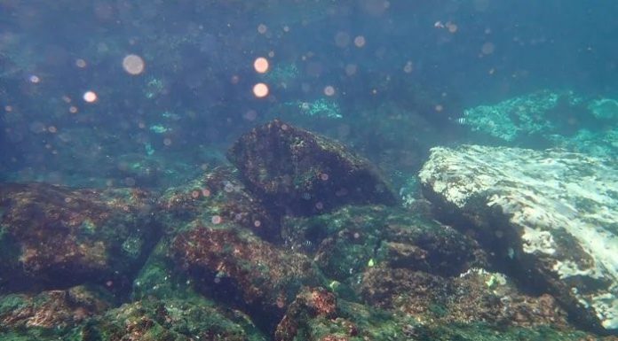 For the first time coral bleaching reported earlier this month near Pakistan's Churna Island.