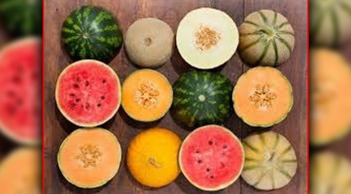 Magical advantages of watermelon and melon seeds.
