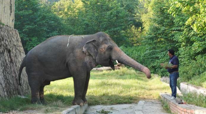 Pakistan’s only Asiatic elephant Kaavan is flying off to Cambodia.