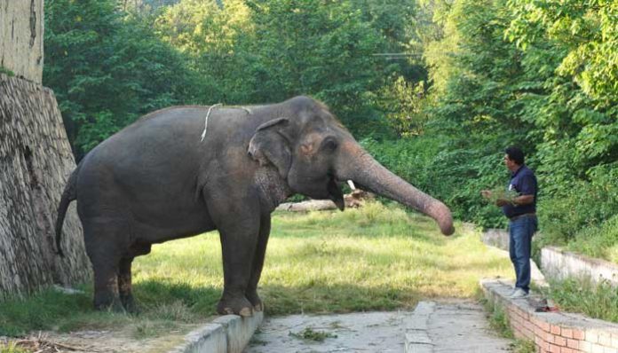 Pakistan’s only Asiatic elephant Kaavan is flying off to Cambodia.