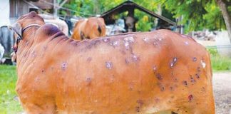 After Sindh, a Lumpy skin disease broke out in Punjab