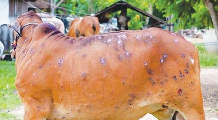 After Sindh, a Lumpy skin disease broke out in Punjab