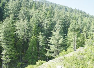 How Importance Of Forests In Pakistan 2024 That You Should Know