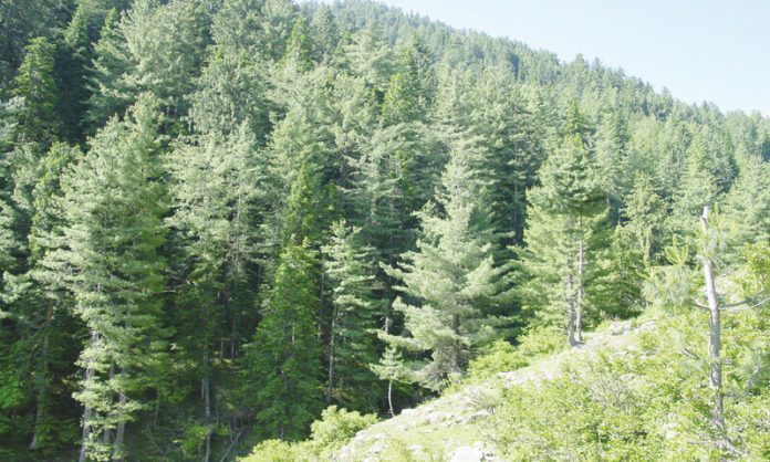 How Importance Of Forests In Pakistan 2024 That You Should Know
