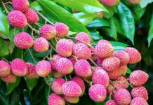 Lychee benefits: Discover Hidden Health Secrets of Lychee Consumption