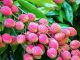 Lychee benefits: Discover Hidden Health Secrets of Lychee Consumption